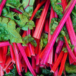 Set 5 Rhubarb Plant Roots for Planting, Rhubarb Crown Root, 4 to 6 Inc in Height, Vegetables Plant Gardening