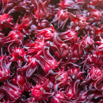 Red Roselle Hibiscus Plants Live in 4" Pot, Sabdariffa Roselle Hibiscus Flowers for Planting, 4-7 Inches Tall