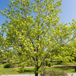 Magnolia Tree, Magnolia Flowering Shrub Bush in 2.5'' Pot, Well Rooted Magnolia to Grow in Container, Garden (Yellow Magnolia)