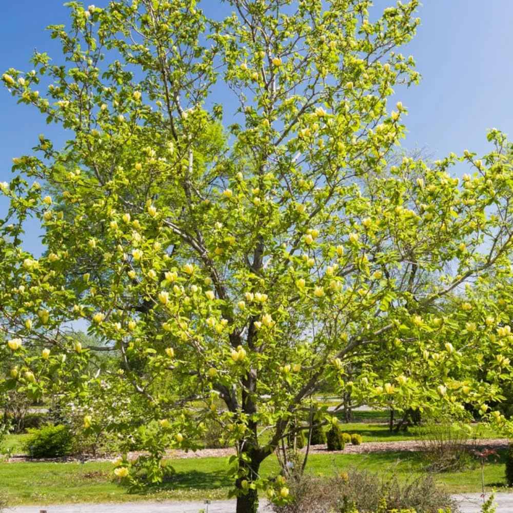 Magnolia Tree, Magnolia Flowering Shrub Bush in 2.5'' Pot, Well Rooted Magnolia to Grow in Container, Garden (Yellow Magnolia)