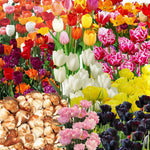 10 Top Size Tulip Bulbs by Hardiness Zones 3 to 11, Mixed Double Peony Tulips Bulb Bulk for Fall Planting, Assorted Colors