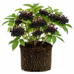 Black Elderberry Tree Live Plant, Hardy Berry Producing Shrub, Landscaping and Backyard Gardens, 4-7 Inches Tall