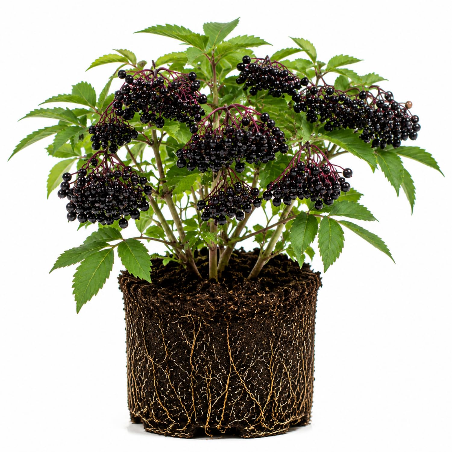 Black Elderberry Tree Live Plant, Hardy Berry Producing Shrub, Landscaping and Backyard Gardens, 4-7 Inches Tall
