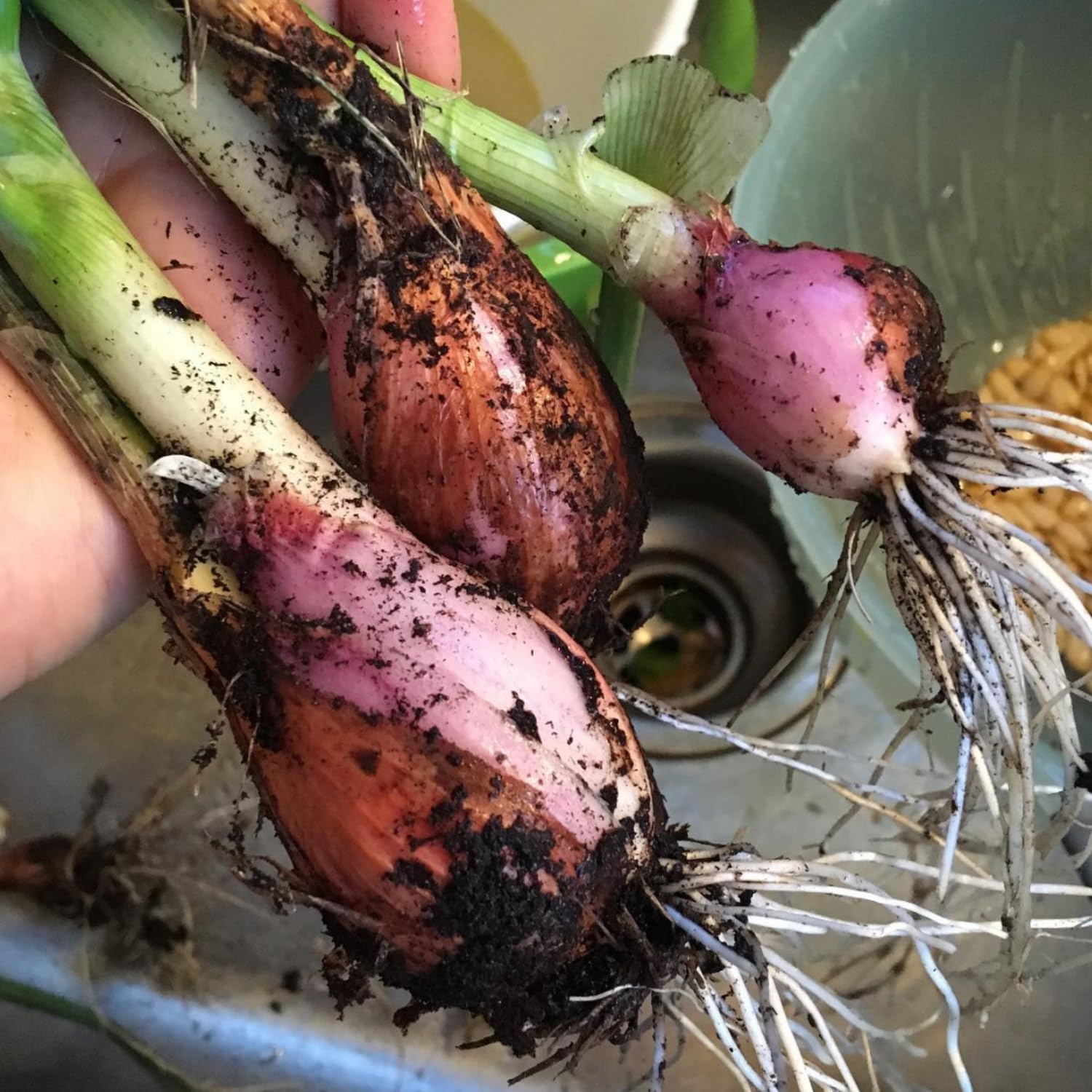5 Egyptian Walking Onions Plants Live for Planting Outdoors Indoors Garden, Cold Hardy Vegetable Live Plant Indoor, from 4 Inches Tall