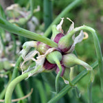 Set 2 Pots Walking Onions Live Plants for Planting, 4 Inch Pot, Heirloom Onion Bulbs Plant, Large Egyptian Walking Onion Bulb Plant for Containers, Outdoors Gardens