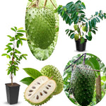 Soursop Annona Tree Live Plant, Starter Size 5”-10” Seedling No Pot, Hardy, Tropical Flavor