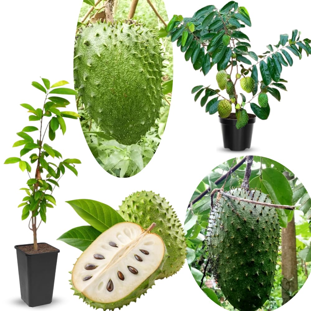 Soursop Annona Tree Live Plant, Starter Size 5”-10” Seedling No Pot, Hardy, Tropical Flavor