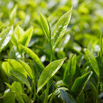Camellia Sinensis Plant Live, Camellia Plant, Green Tea Tree Plants, Vibrant Flower Shrub, Well-Rooted for Garden Planting (6 Inches)
