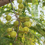 Gooseberry Plant Live for Planting, Gooseberry Bushes Live Plant, 5 to 10 Inc Tall (Green)