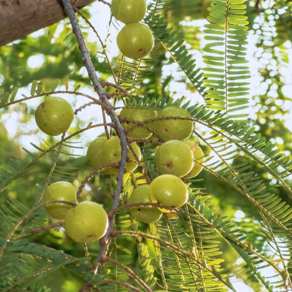 Gooseberry Plant Live for Planting, Gooseberry Bushes Live Plant, 5 to 10 Inc Tall (Green)