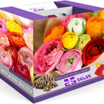 25 Ranunculus Bulbs for Spring Planting, Perennial Flowers Bulbs for Gardens, Vibrant Peony Buttercup Corms for Outdoor Borders (Multicolor Ranunculus)