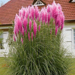 2 Pampas Grass Live Plants, Pink Pampas Grass Plants Live, Ornamental Grasses Live Plants Perennial Outdoor Garden, 5 to 8Inc Long