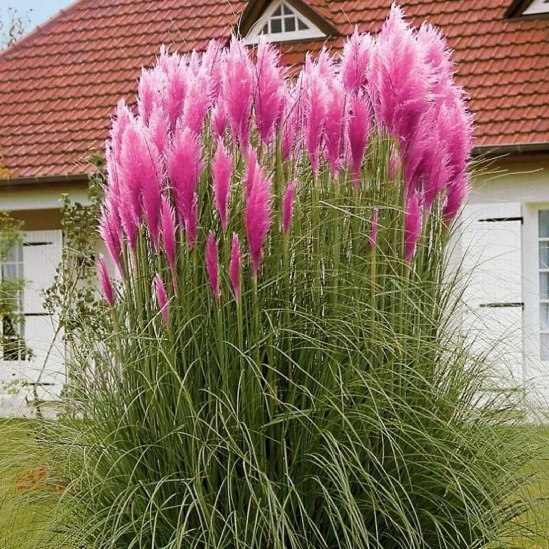 2 Pampas Grass Live Plants, Pink Pampas Grass Plants Live, Ornamental Grasses Live Plants Perennial Outdoor Garden, 5 to 8Inc Long