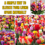 25 Tulip Bulbs for Spring Planting, Mix Large Tulip Bulbs for Fall Planting, Flower Bulbs