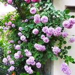 Rose Bush Live Plant, Fragrant Hybrid Tea Rose Flowers Well Rooted Plant, 5-10 Inc Tall for Planting Indoor Outdoor (Purple Rose)