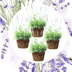 Pack 4 Lavender Plants Live, Lavandula Perennial Plants, 4-8" Height, Fragrant Perennial Flowers, No Pot (Blue Lavender)