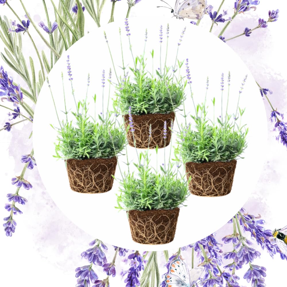 Pack 4 Lavender Plants Live, Lavandula Perennial Plants, 4-8" Height, Fragrant Perennial Flowers, No Pot (Blue Lavender)