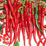 Red Pepper Plants Live for Planting, in 4" Pot, Hot Chili Pepper for Indoor and Outdoor Growing