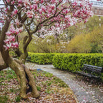 Magnolia Tree Live Plant, Ann Magnolia Plant Live, 5 to 8 Inches, Tropical Shrub Plants, 2.5 Inc Pot