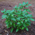 Basil Plants Live, 15 Green Basil Live Plant for Gardening Outdoor Indoor, 4 to 6'' Tall