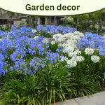 4 Houseplant Collection Plants Live Collection, Rare Colors, No Pot, Easy to Grow Indoors Plant, Pink Princess Philodendron, Agapanthus Blue, White, Variegated Dwarf Umbrella Tree