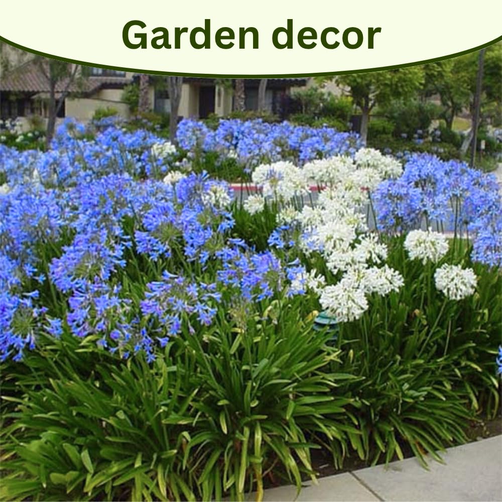 4 Houseplant Collection Plants Live Collection, Rare Colors, No Pot, Easy to Grow Indoors Plant, Pink Princess Philodendron, Agapanthus Blue, White, Variegated Dwarf Umbrella Tree
