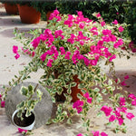 Sets 3 Climbing Bougainvillea Plants Live for Full Sun Trellis Tree, Shrub or Vine Bougainvillea Vibrant Bloom, Very Hardy, 5-9" Tall, Raspberry Ice Vivid Pink