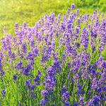 4 Hidcote Blue Lavender Plants Live for Outside Planting, Perennial Bloom, Live Lavender Plants 5–9 Inches Tall with Fragrant Flowers for Spring Growing