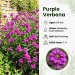 Verbena Plants Live, Verbena Plant from 4-8 Inches Tall, Long Blooming Outdoor Flower Plant for Garden Beds, Hanging Baskets and Containers (Purple)