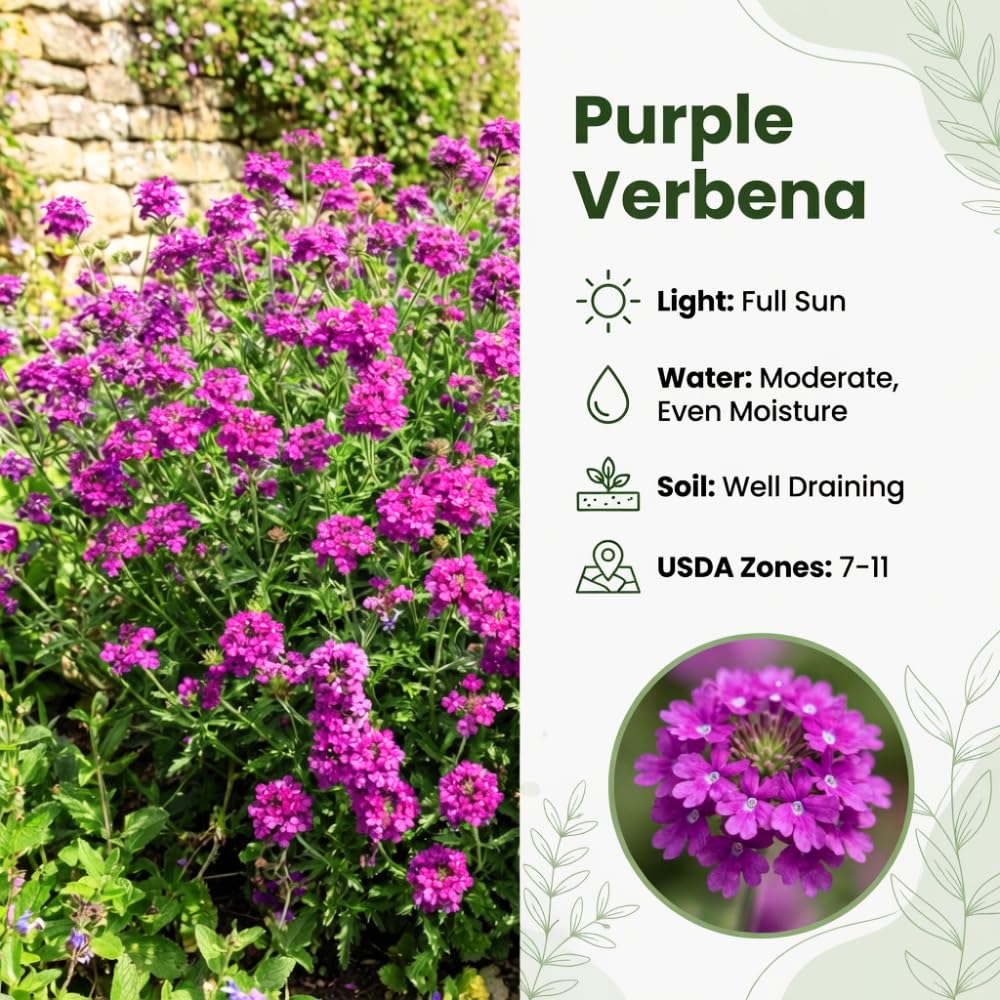 Verbena Plants Live, Verbena Plant from 4-8 Inches Tall, Long Blooming Outdoor Flower Plant for Garden Beds, Hanging Baskets and Containers (Purple)