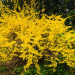 Forsythia Plant Live, Lynwood Gold Forsythia Bush Live Plant, Quart Pot