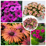4 Osteospermum Plants, African Daisy Live Plants, 3-5 Inches, Perennial Mix Blooms, Spring to Summer Flowers (Mix)