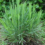 Set 10 Fresh Stalks Lemon Grass Plants for Outside, Well-Rooted Live Lemongrass Plants for Outdoor Planting, Lemongrass Herb Plants