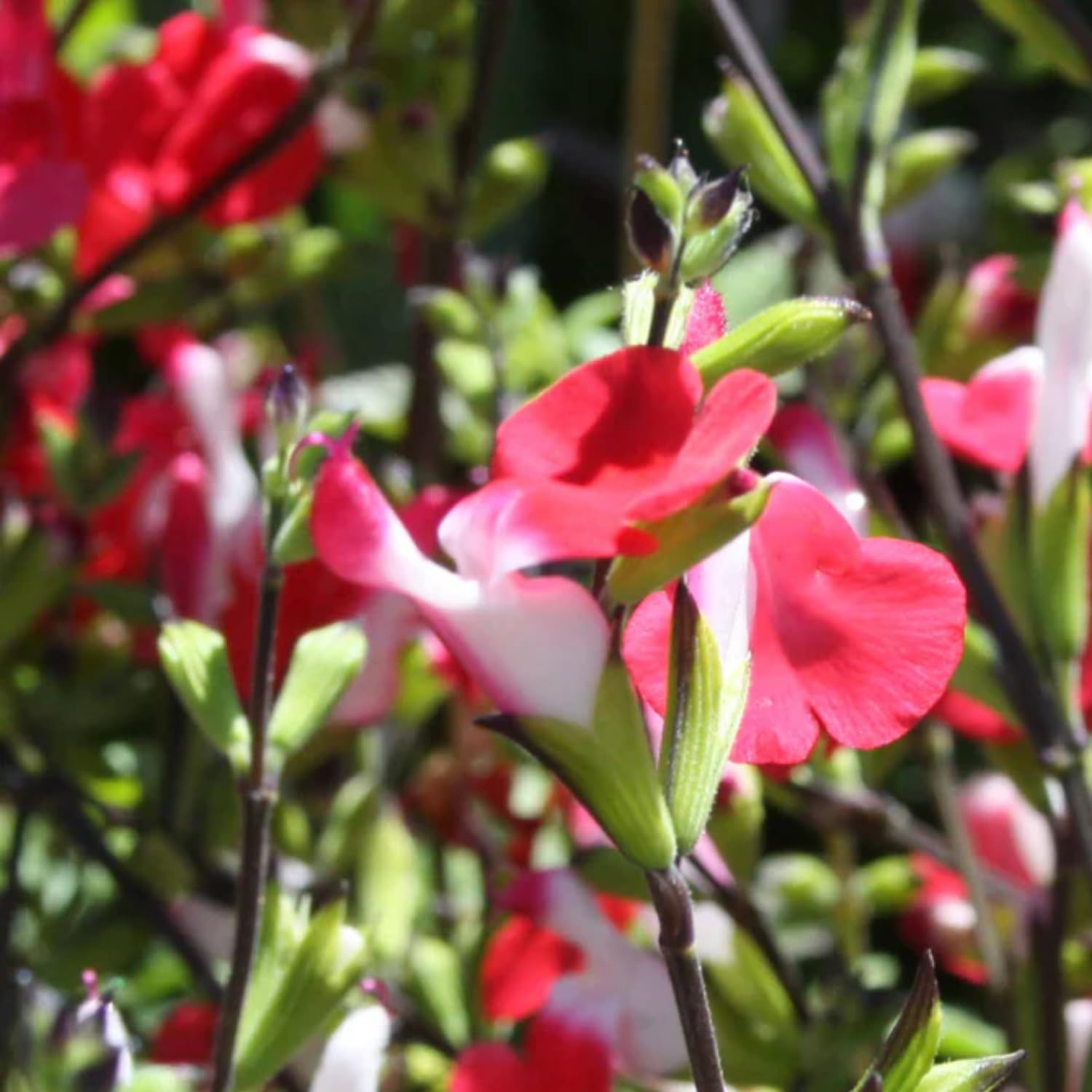 Hot Lips Salvia Live Plants, 2 Starter Sage Plants in 4 Inch Pot, Red and White Salvia Plants 4–8" Tall