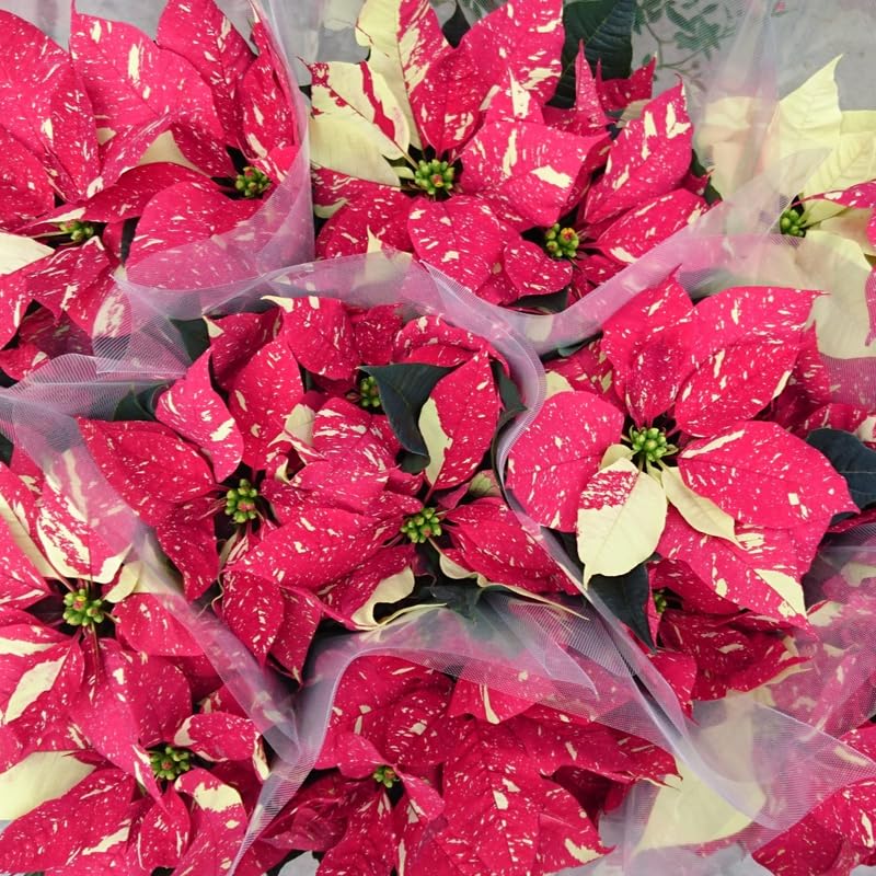 Yellow Red Poinsettia Plant Live 4-8 Inches, Vibrant Poinsettia Flowers for Holiday, Live Indoor Houseplant, No Pot