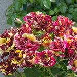 Climbing Rose Live Plant, 6 Months Old Starter, Fragrant Purple Climbing Roses for Planting Outdoor, No Pot (Dark Night)