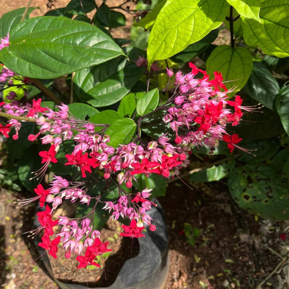 3 Clerodendrum Bleeding Heart Vine Plants, Heart Shaped Blooms, 4-9 Inch Tall, Indoor Outdoor Planting (Purple Red)