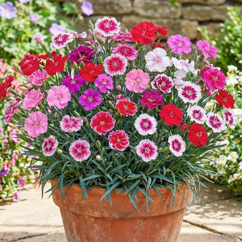 Dianthus Mix Live Plant, Dianthus Plant, Colorful Fragrant Flowering Plant for Outdoor Garden, Patio Pots and Landscape Borders, 4-6 Inches Tall