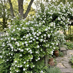 2 Double Jasmine Live Plants, Fragrant Flowering Shrubs, 4-6" Tall