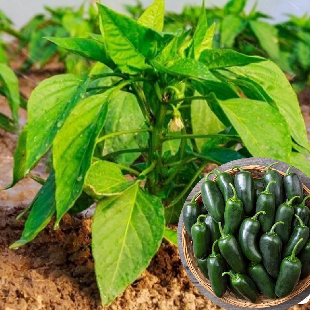 2 Serrano Pepper Live Plants for Planting, 80 Days Old Pepper Plant Well Rooted Seedlings, Hot Peppers Plants for Year Round Harvesting, No CA