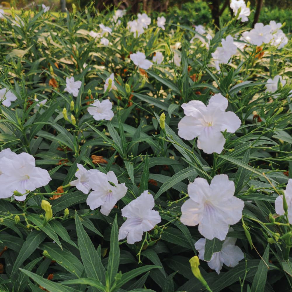 Set 6 of Mix Mexican Petunia Live Plants, Petunia Flower Plants Live Shrub Plant from 4 Inc Tall