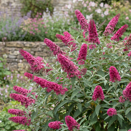 2 Raspberry Butterfly Bush Plants Live, Vibrant Buddleia Plants 4-7 Inches, Colorful Flowering Shrub for Outdoor Garden