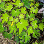 Exotic River Green Begonia Plants Live, Rare Begonias Indoor Growing, Hanging Basket, Starter 5 to 9 Inc Tall