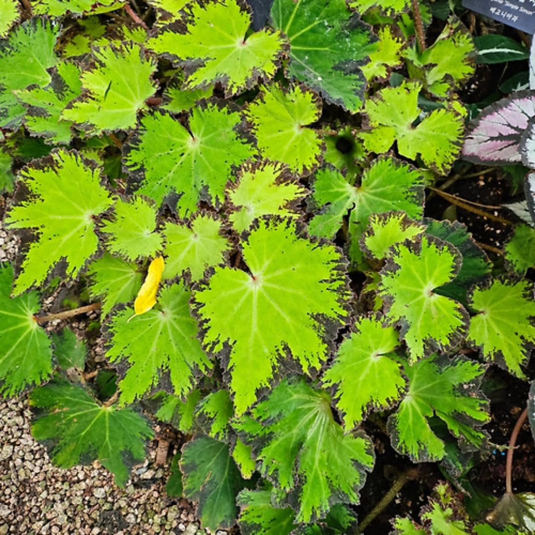 Exotic River Green Begonia Plants Live, Rare Begonias Indoor Growing, Hanging Basket, Starter 5 to 9 Inc Tall