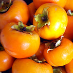 American Persimmon Tree Live Plant, 9 Months Old Seedling, Dormant in Winter, Well-Rooted, Cold Hardy, 6-12" in Tall