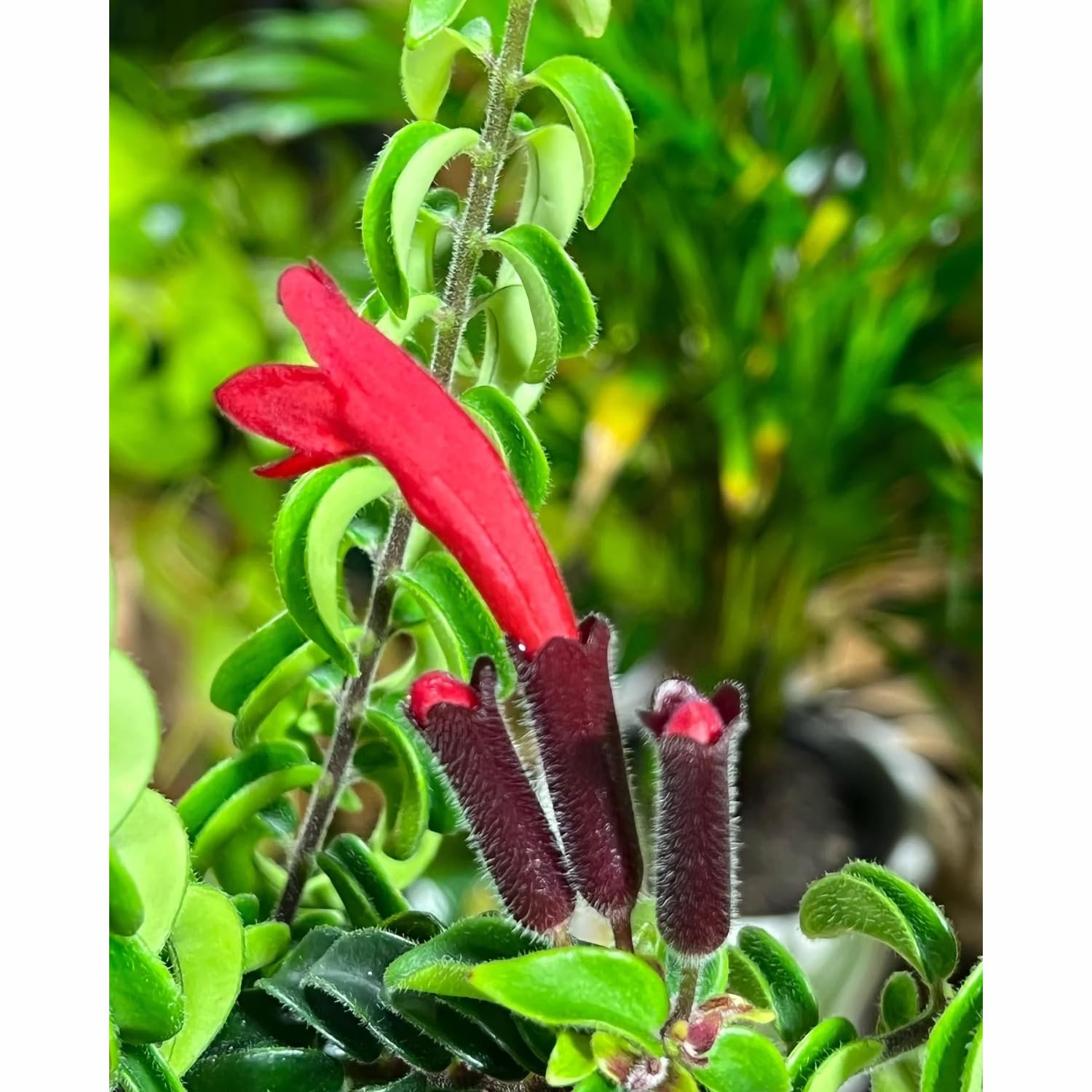Aeschynanthus Twisted Lipstick Plant Live for Planting in 3 Inches Pot, Curly Lipstick Live Plant to Grow