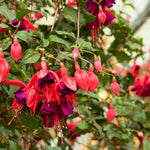 Fuchsia Plants Live, Pink Purple Fuchsia Live Plants, 2 Plants, Ready to Plant