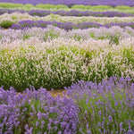 2 Lavender Plants Live Flower, Lavandula Perennial Starter Plants Plugs, 4-8" Tall for Planting Indoor Outdoor (Mix Lavender)