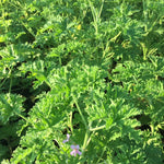 2 Live Citronella Plants, Perennial Fragrant Citronella Herbs, 4-7 Inches, Ready to Grow Indoor Outdoor