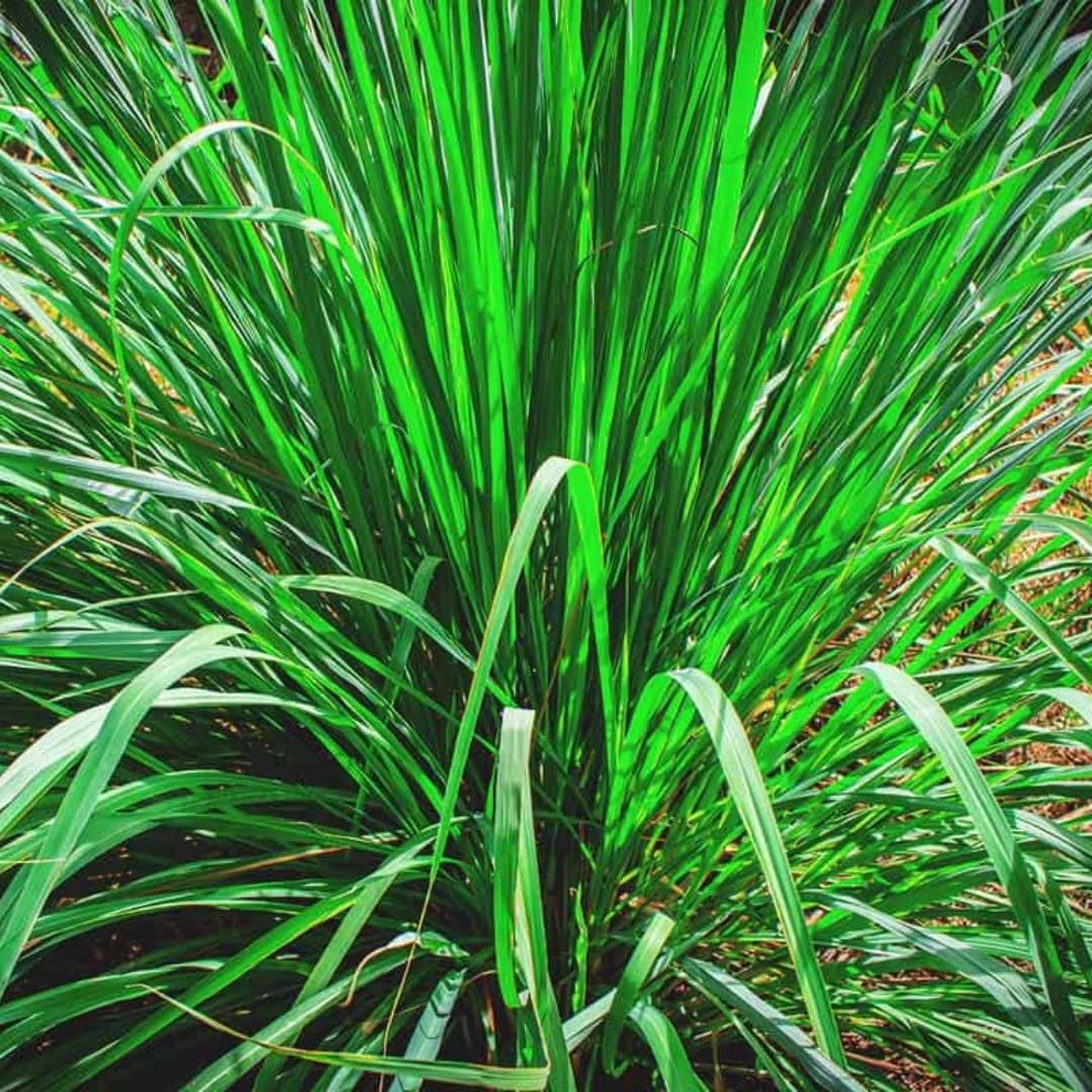 Set 4 of Lemongrass Plants Live, Lemon Grass Live Plants for Gardening Indoor Outdoor, 8-10 Inc Long